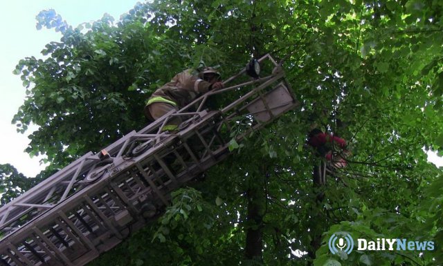 В Иркутской области спасли кота, пробывшего 8 дней на дереве