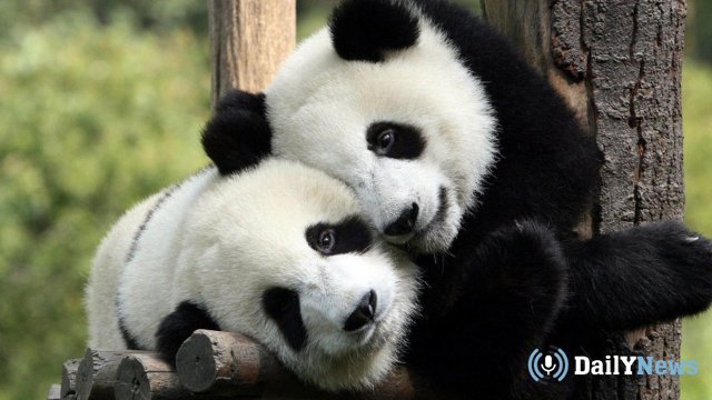 Позавтракать с пандами предлагают в Московском зоопарке