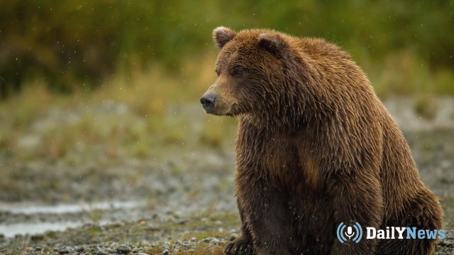 Медведь лишился части языка после контакта с человеком