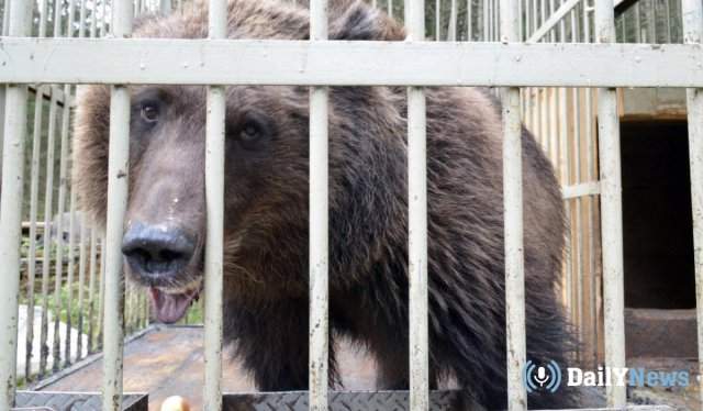 В Саратовской области из цирка сбежала медведица и напала на жителей города