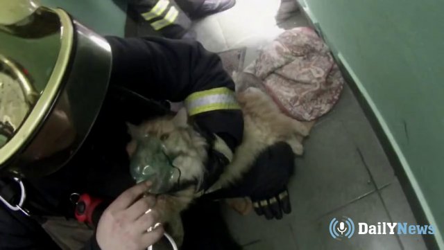 Пожарные спасли кота, едва не ставшего жертвой пожара