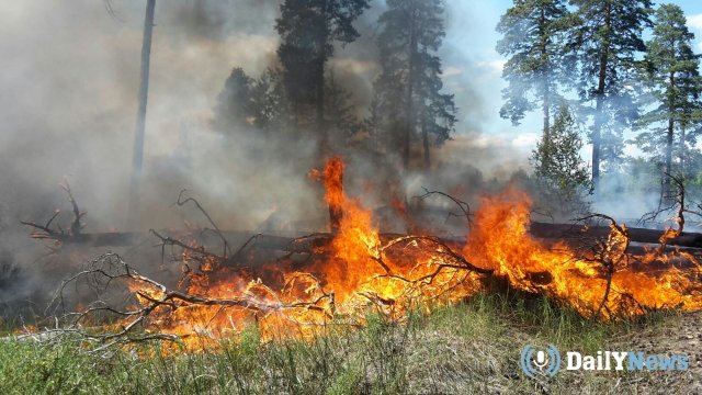 В Воронежском заповеднике выясняется причина пожара