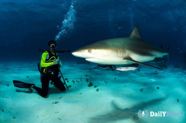 Молодая американка на Багамах стала жертвой нападения акул