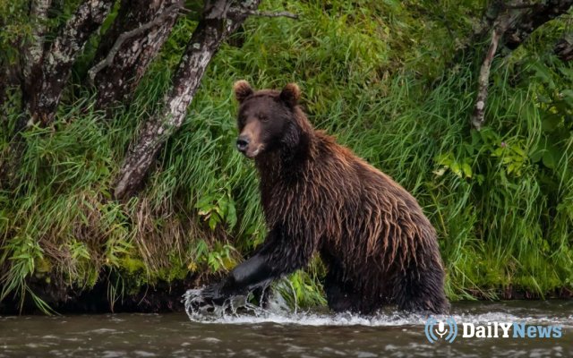 На Камчатке появился медведь, гуляющий вблизи от людей