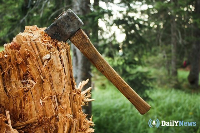 Ижевским садоводам разрешили рубить деревья без особого разрешения
