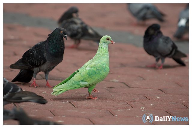 Ветеринары прокомментировали появление в Москве зеленого голубя