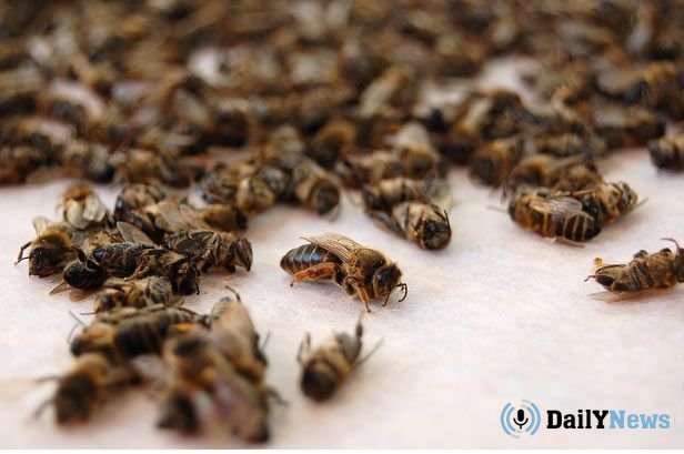 На пасеках Татарстана зафиксирована массовая гибель пчел