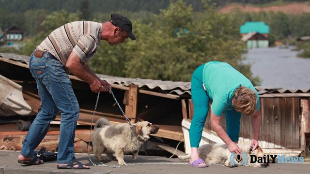 Спасенных от наводнения животных в Иркутской области начали раздавать хозяевам