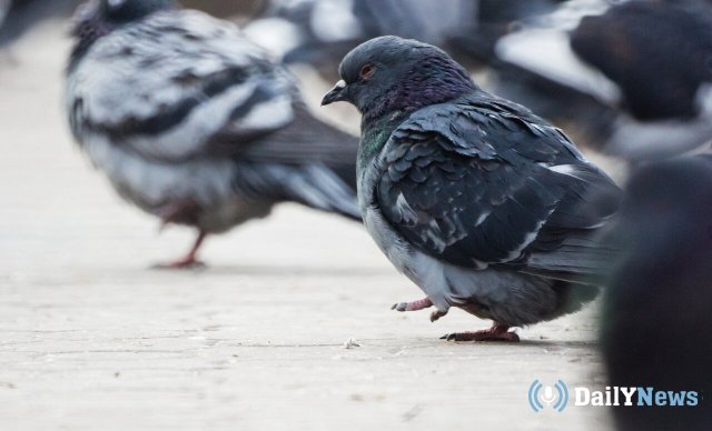 Жителям Магадана запретили подкармливать голубей