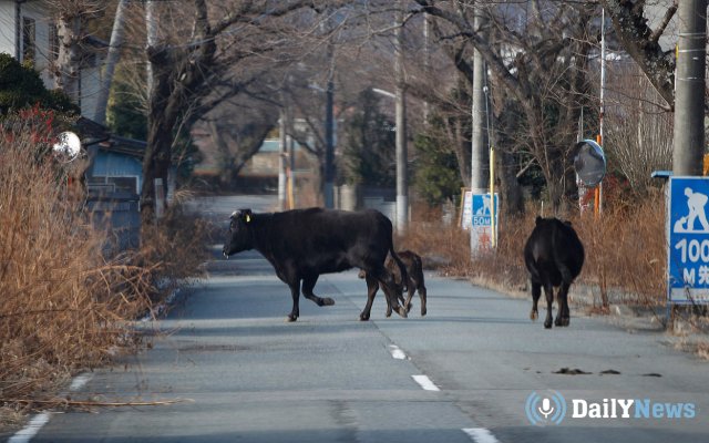 Коровы в Челябинской области начали нападать на людей