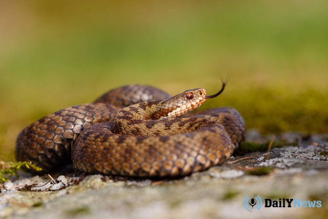 В Биробиджане предупредили жителей об активности змей