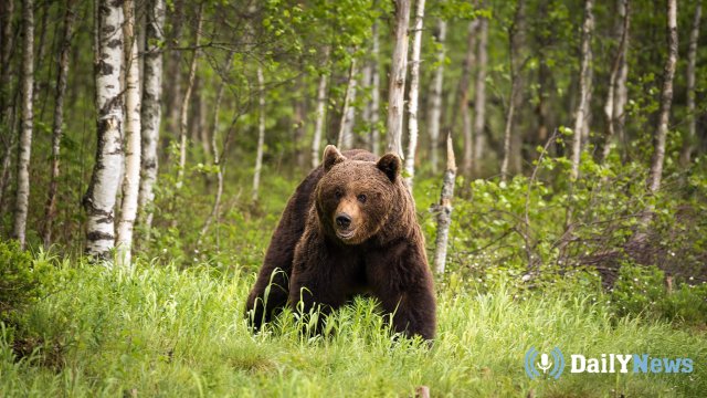 Сибирякам дали советы о том, как отбиться от медведя