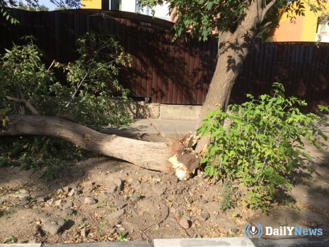 Пенсионерка в Саратове пострадала после падения на неё дерева
