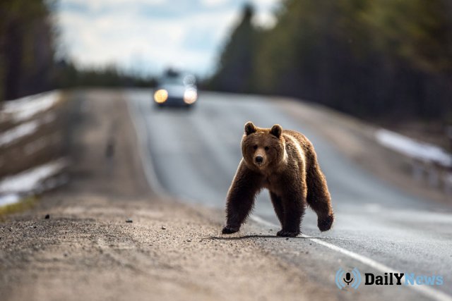 Жителей Хабаровского края предупредили об активности медведей