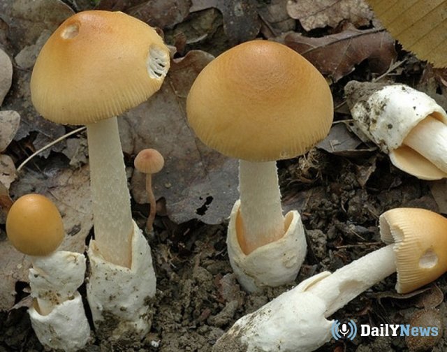 Первый случай отравления грибами зафиксирован в Орловской области