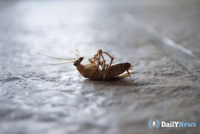 Эксперт рассказал о том, почему от тараканов сложно избавиться