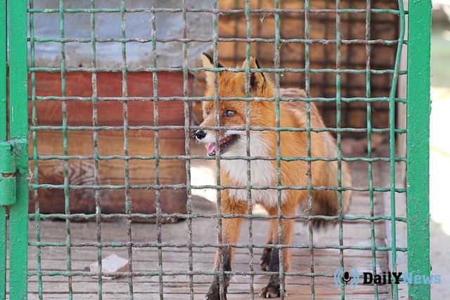 В детском саду Саратовской области нашли лисицу