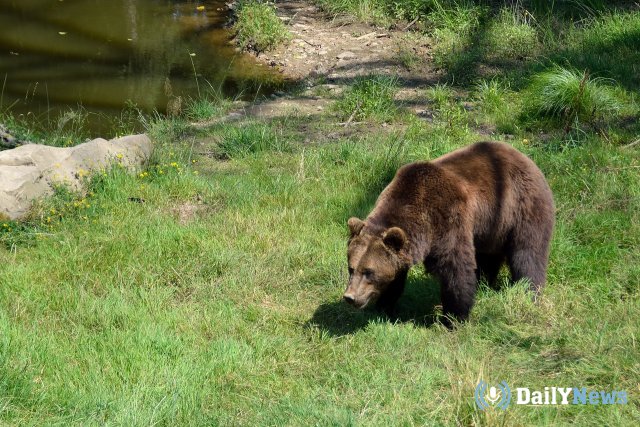 В парке Мурманской области появился медведь