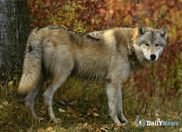 В Республике Коми на ребенка напал волк