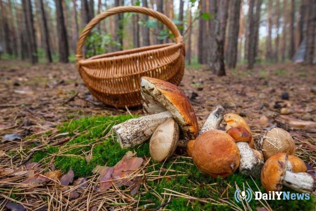 В Волгоградской области был найден погибшим грибник