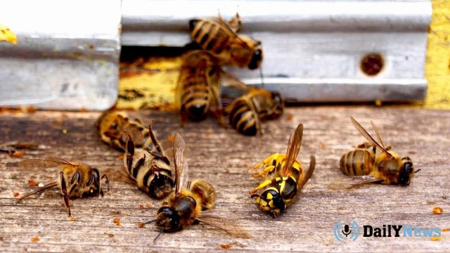Пасечникам Липецкой области получили компенсацию за мор пчел