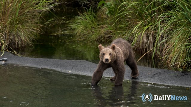 В Урюпинске проводится проверка по факту купания медведя на местном пляже
