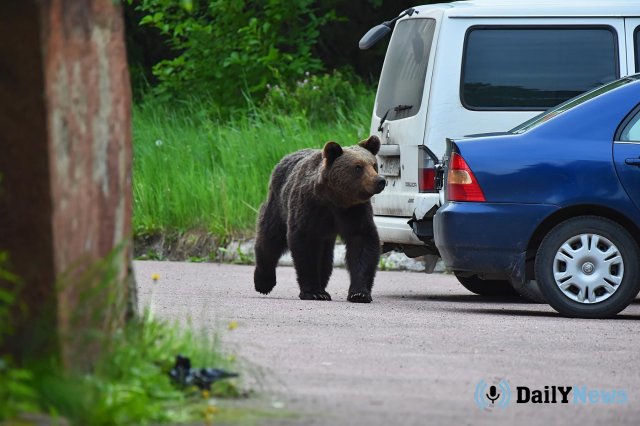 В Мурманской области на территории дачного участка жители обнаружили медведя