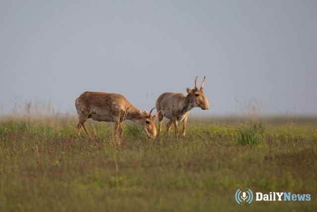 В Саратовской области задержаны браконьеры за охоту на сайгаков