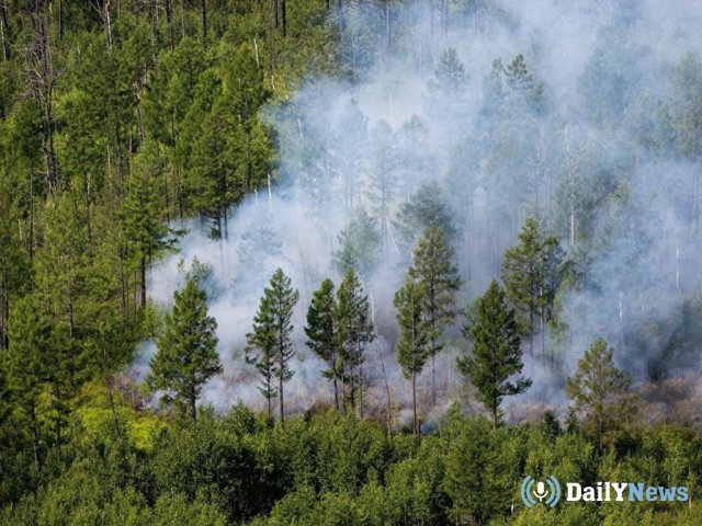 Губернатор Иркутской области сообщил  об увольнении министра лесного комплекса