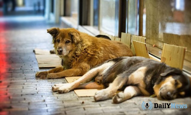 От жителей Брянска вновь стали поступать жалобы на бездомных собак