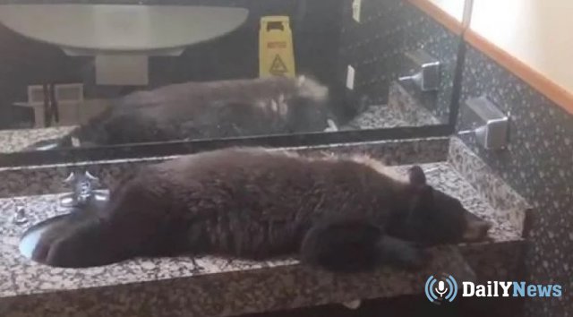 Спящего медвежонка нашли в одном из отелей США