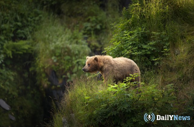 На территории Магнитогорского аэропорта обнаружили медведя