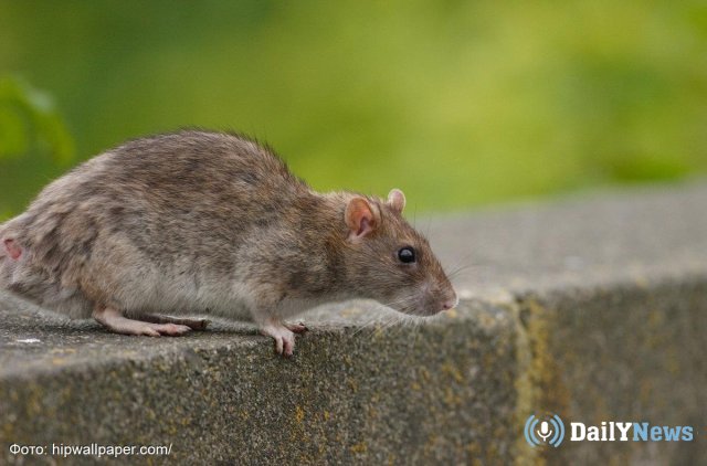 В Волгоградской области будет проведена проверка после того, как крысы покусали детей