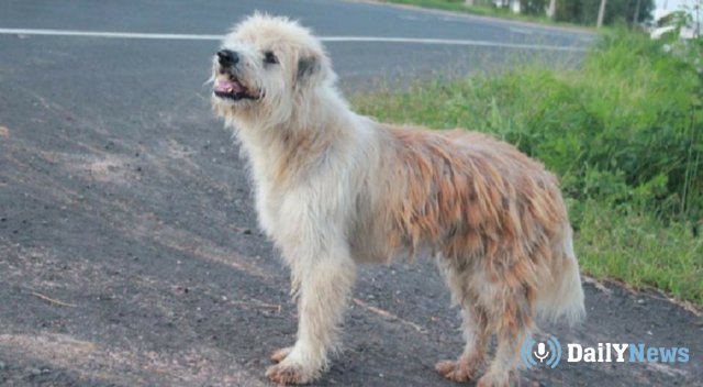 В Таиланде пес нашел своих хозяев спустя 4 года