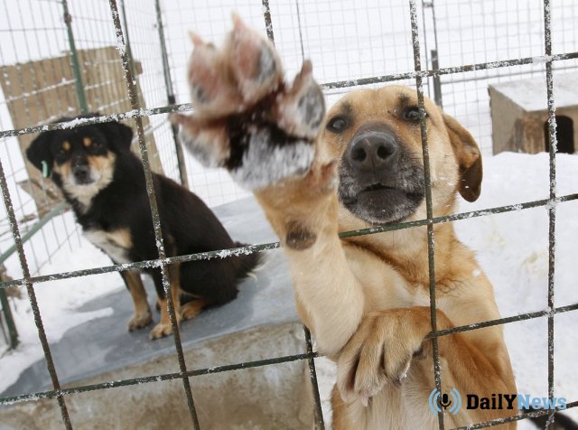 Работников Центра отлова животных в Челябинске обвинили в жестоком отношении с животными