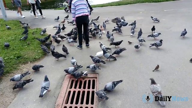 Массовую гибель голубей в Казани прокомментировали эксперты
