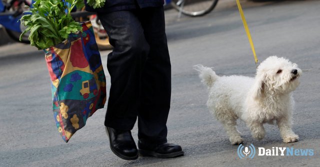 Запрет на выгул собак ввели в Тегеране