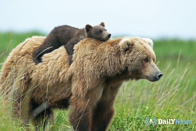 Медведи в Коми разгромили пасеку