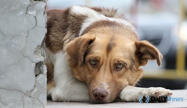 В Саратове возбуждено уголовное дело по факту массового убийства собак