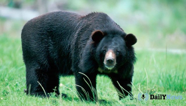 В Японии на людей напал медведь