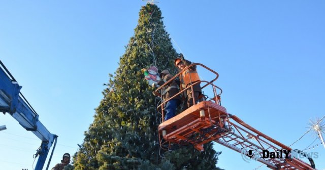 В Магадане началась подготовка елок к новому году