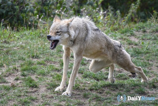 В Карелии продолжается борьба с дикими волками