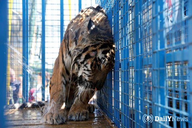 10 тигров нашли брошенными в грузовике на белорусской границе
