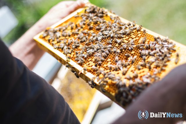 Пчеловоды в Башкирии пожаловались на вырубку липы