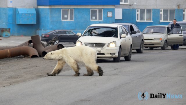 Жители Челябинской области пожаловались на медведя, пришедшего в жилой район