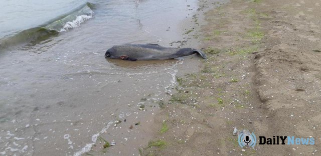 Михаил Саакашвили прокомментировал ситуацию с обнаруженным трупом дельфина