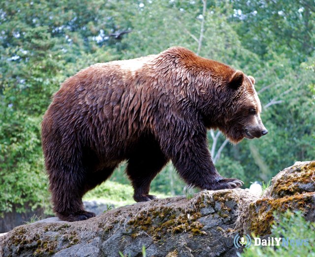 Медведи-шатуны появились в Коми