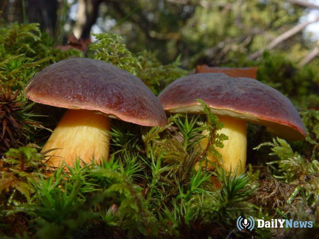 Массовое отравление грибами зафиксировано в Орловской области