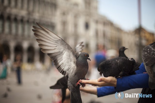 Вопрос о кормлении голубей в Ноябрьске решится с участием местных жителей
