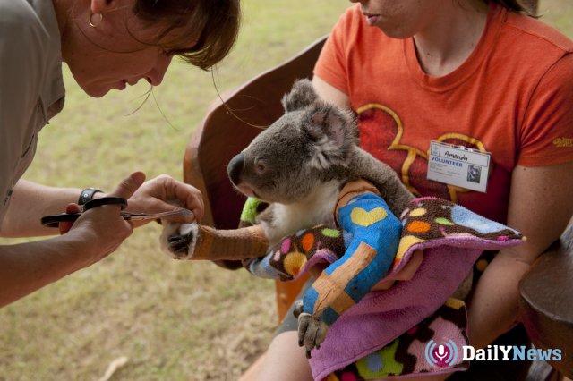 Мероприятия по спасению коал проводят в Австралии